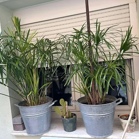 The Makrina Flat *